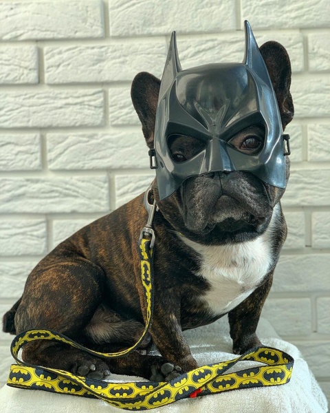 Поводок для собак нейлоновый WAUDOG Nylon, рисунок "Бэтмен Лого", Ш 10 мм, Дл 122 см 0110-2001 фото