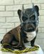 Поводок для собак нейлоновый WAUDOG Nylon, рисунок "Бэтмен Лого", Ш 10 мм, Дл 122 см 0110-2001 фото 3