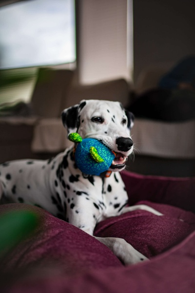 Іграшка для собак Ведмедик Waudog, блакитний 62052 фото