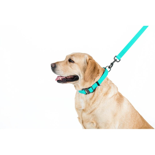 Повідець для собак водостійкий, світлонакопичувальний Waudog, 1,2 м * 1,5 см 2730 фото