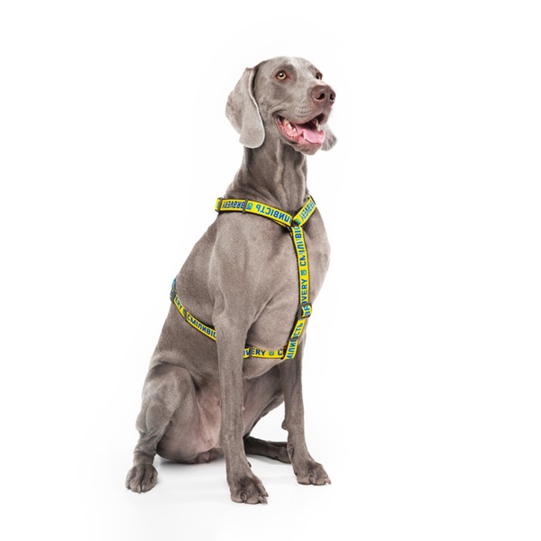 Шлея для собак анатомічна Н-подібна з QR паспортом Сміливість, пластиковий фастекс Waudog, S 5140-0231 фото