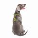 Шлея для собак анатомічна Н-подібна з QR паспортом Сміливість, пластиковий фастекс Waudog, S 5140-0231 фото 6