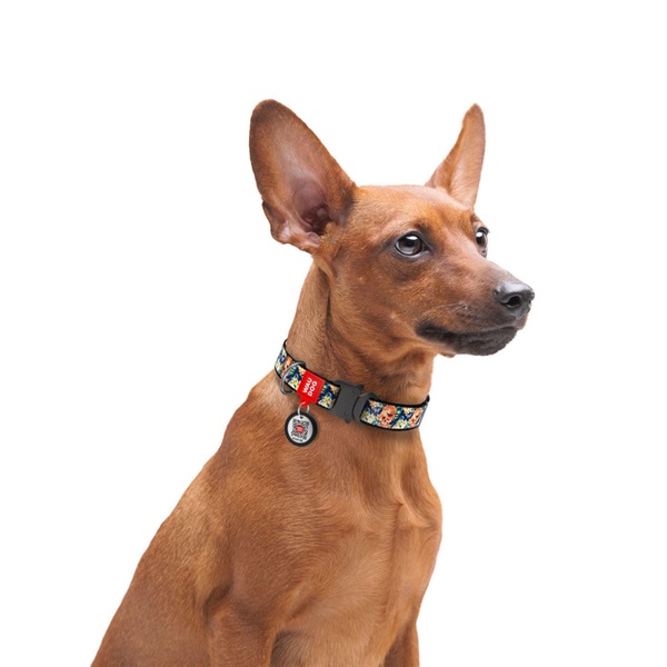 Нашийник для собак з QR паспортом Гламурні черепи, металевий фастекс Waudog, S 5158 фото