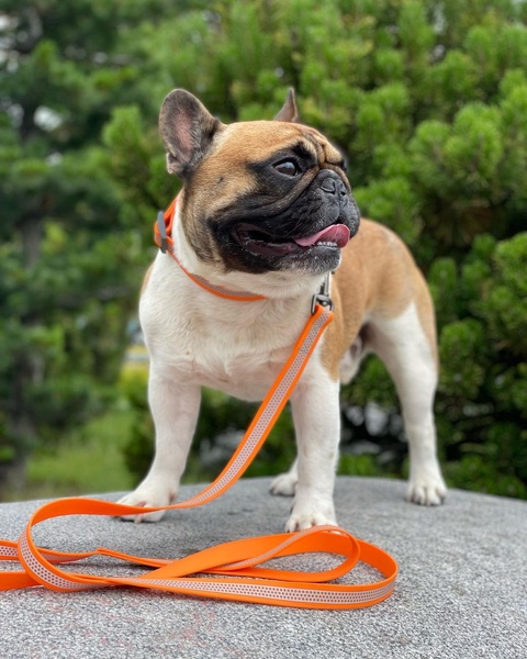 Повідець для собак водостійкий, світловідбиваючий Waudog, 1,2 м * 1,5 см, помаранчевий 26034 фото