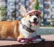 Повідець для собак регульований Єдиноріг Waudog, M 5315 фото 3