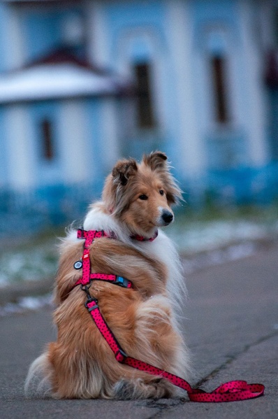 Повідець для собак регульований Кавун Waudog, S 5356 фото