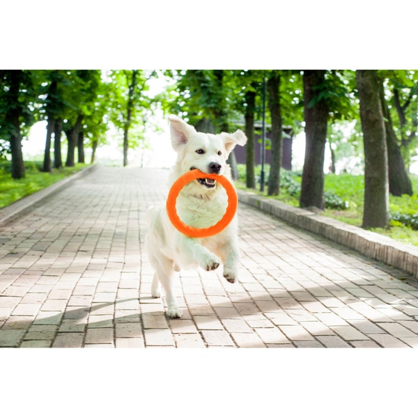 Іграшка для собак Кільце Pitchdog, 17 см, помаранчевий 62364 фото
