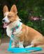 Нашийник для собак водостійкий, світлонакопичувальний з QR паспортом, металевий фастекс Waudog, S 2799 фото 4