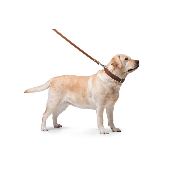 Повідець для собак шкіряний подвійний прошитий Collar, XS, коричневий 04526 фото