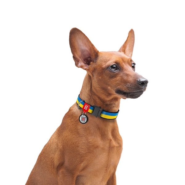 Нашийник для собак з QR паспортом Colors of freedom, металевий фастекс Waudog, S 4505-4020 фото