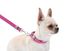 Повідець для собак шкіряний Waudog, XS, рожевий 08137 фото 4