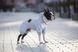 Комбінезон для собак Бетмен Waudog, XS 22 301-2001 фото 3