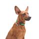 Нашийник для собак з QR паспортом Етно зелений, металевий фастекс Waudog, S 5191 фото 4